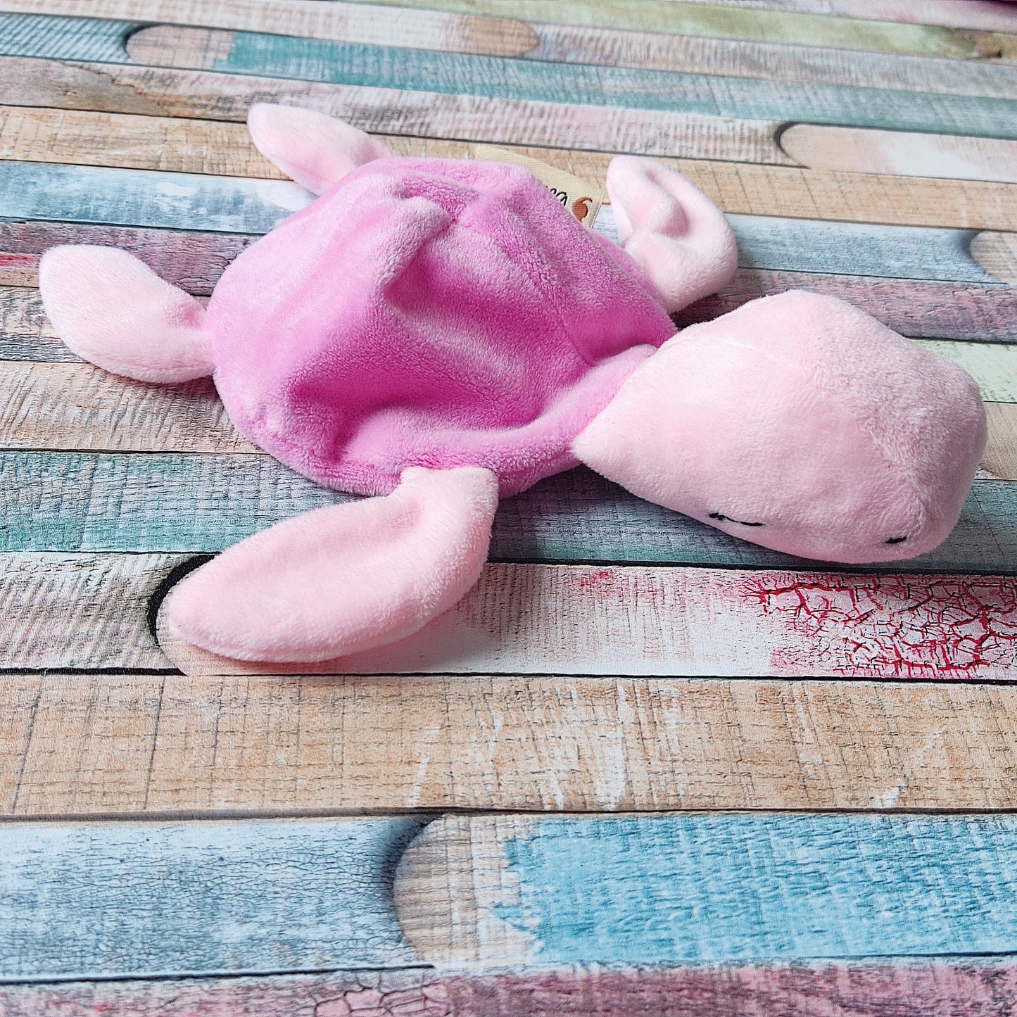 Schnuffelschildkröte